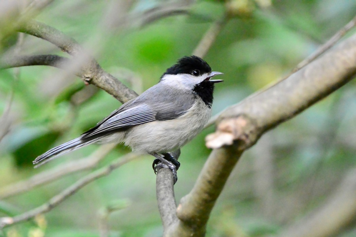 Carolina Chickadee - ML635564527