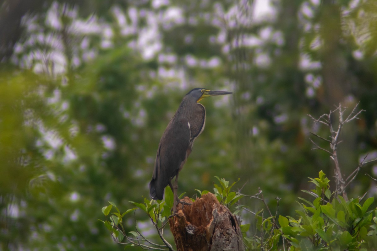 Bare-throated Tiger-Heron - ML635564573