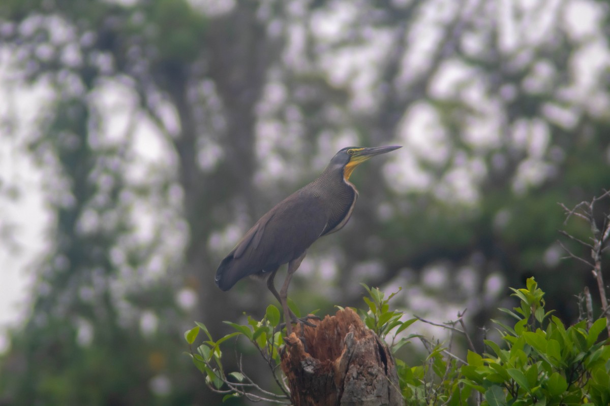 Bare-throated Tiger-Heron - ML635564574