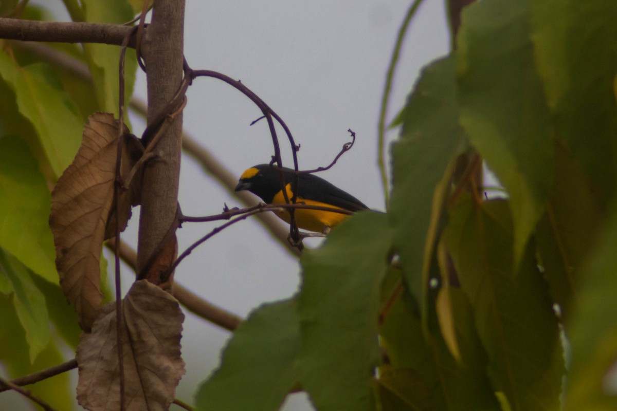 Eufonia Matorralera - ML635564636
