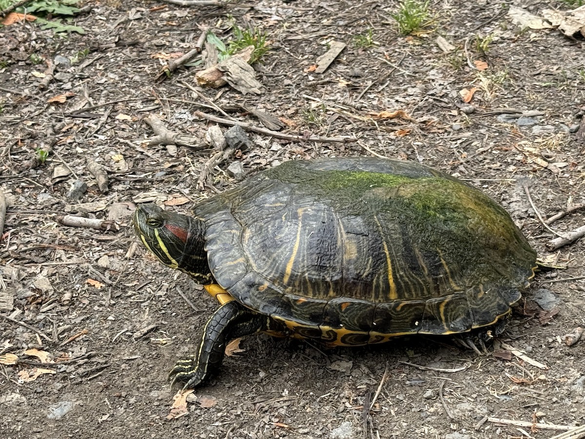 Animals - ML635564662