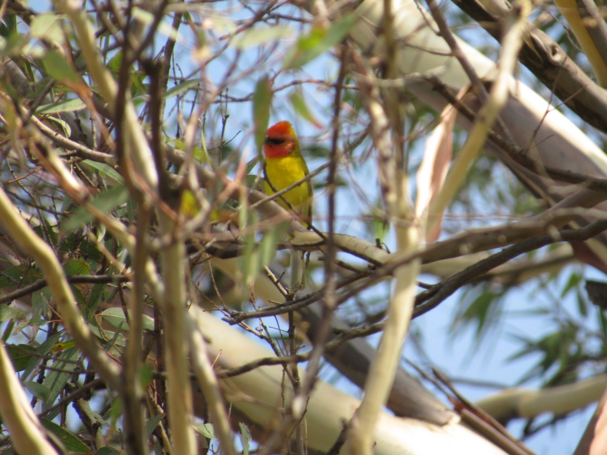 Red-headed Tanager - ML635564673