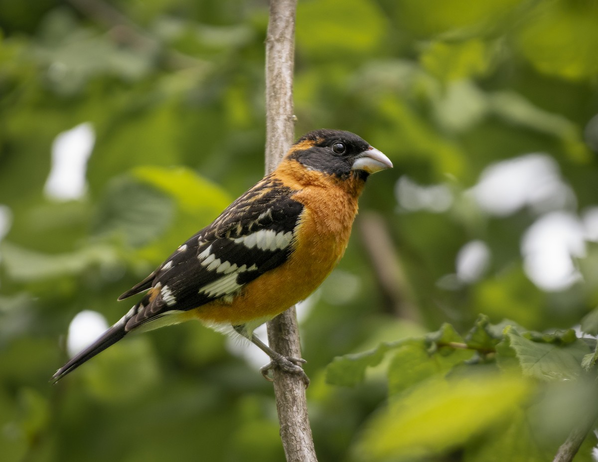 Black-headed Grosbeak - ML635564711