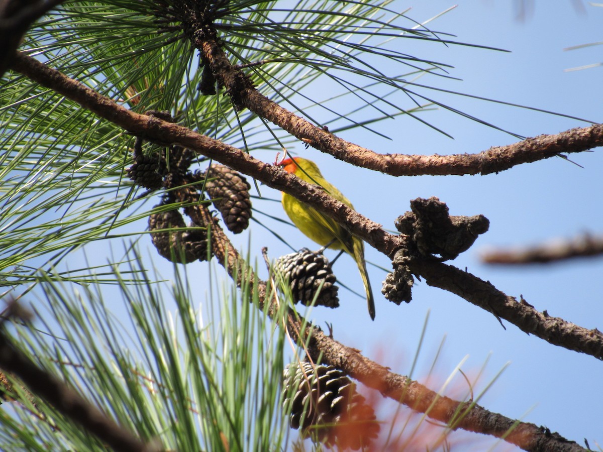 Red-headed Tanager - ML635564743