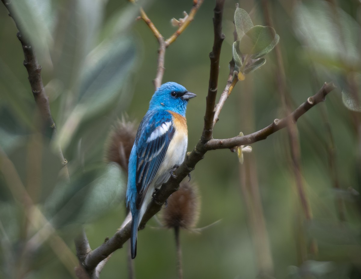 Lazuli Bunting - ML635564778