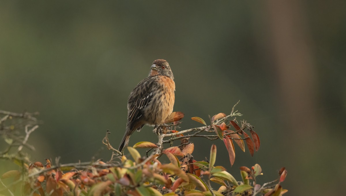 Rufous-tailed Plantcutter - ML635564843