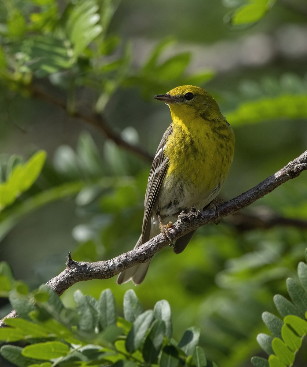 Pine Warbler - ML635564905