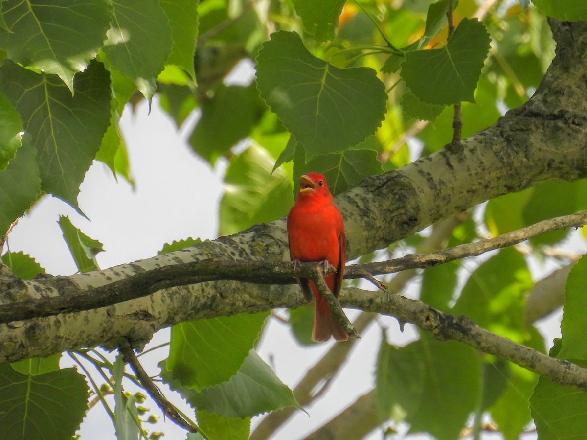 Summer Tanager - ML635564926