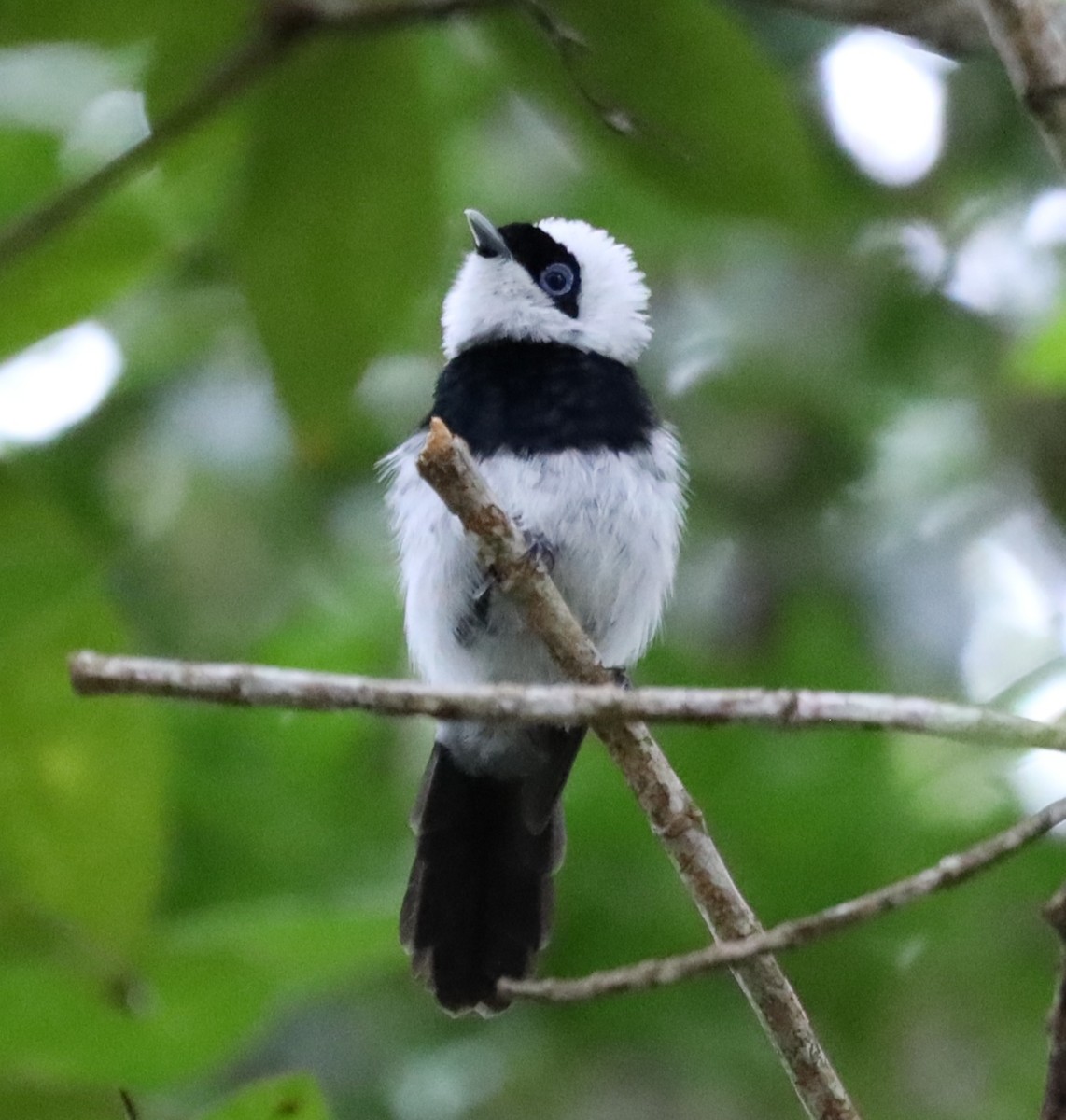 Pied Monarch - ML635564941