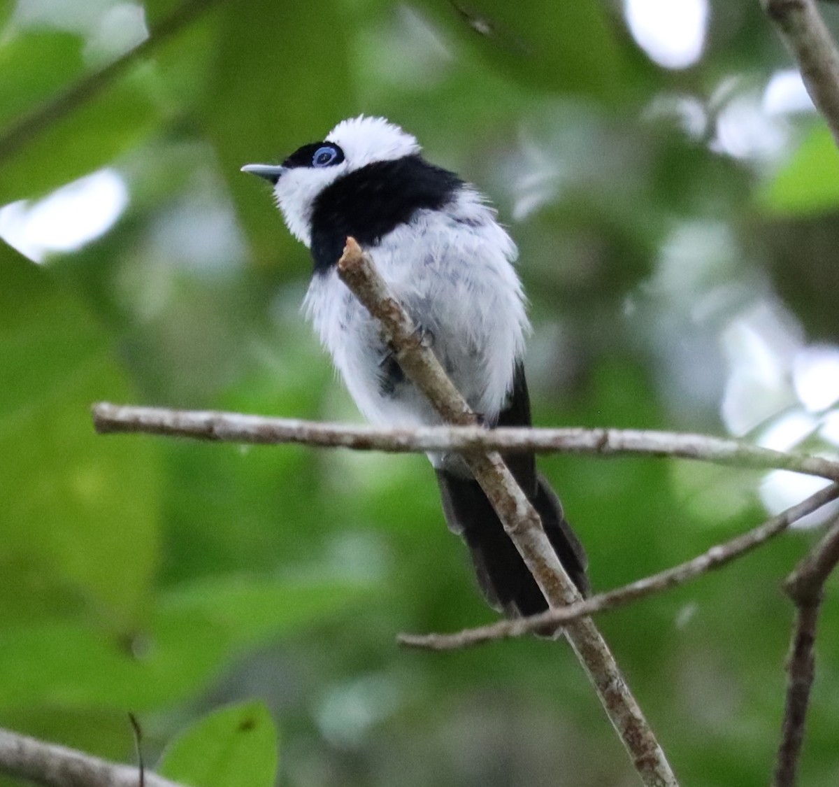 Pied Monarch - ML635564943