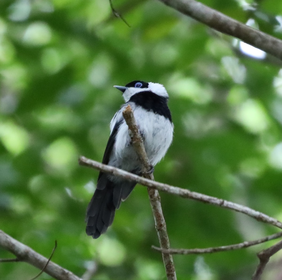 Pied Monarch - ML635564945
