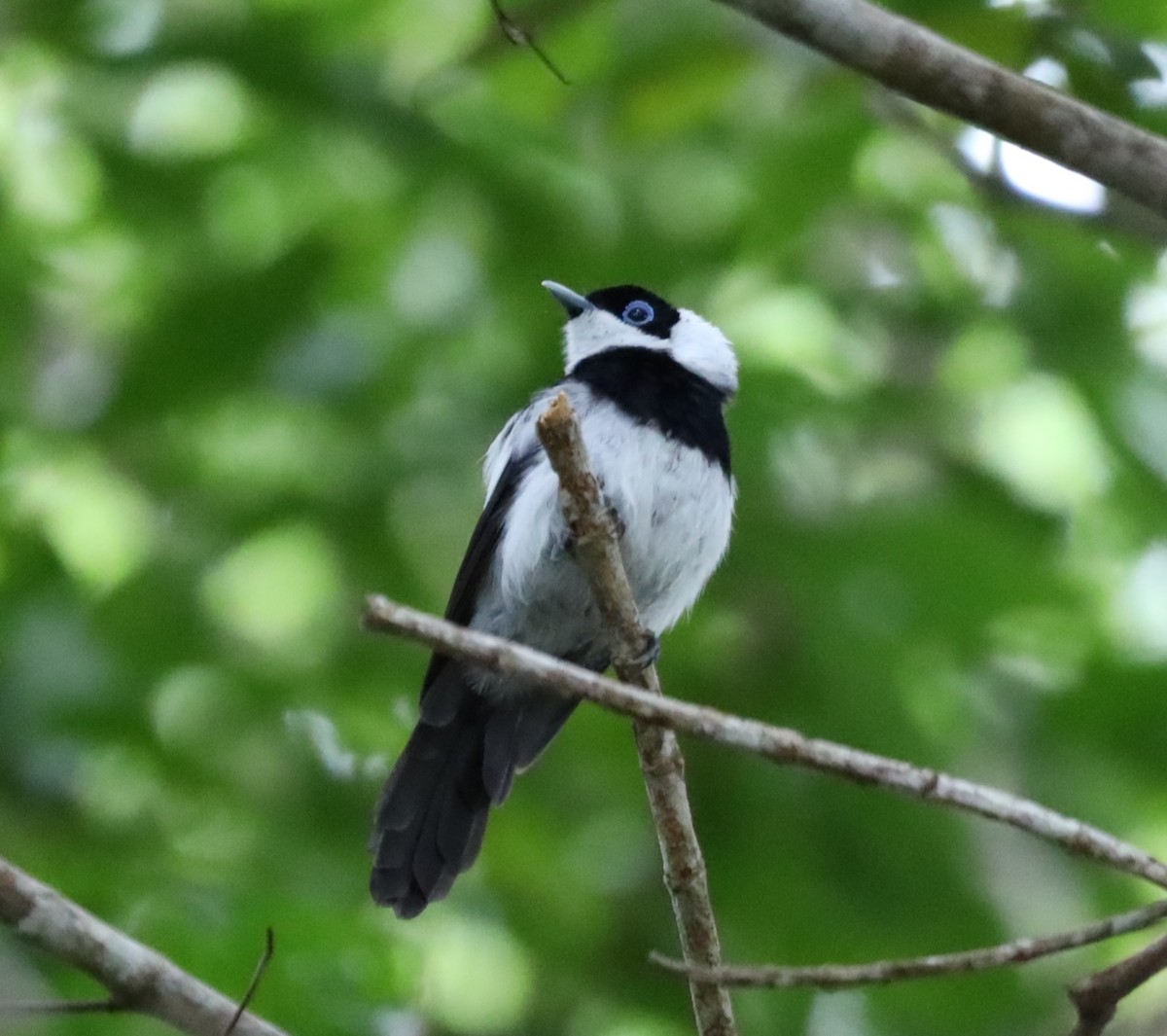 Pied Monarch - ML635564946