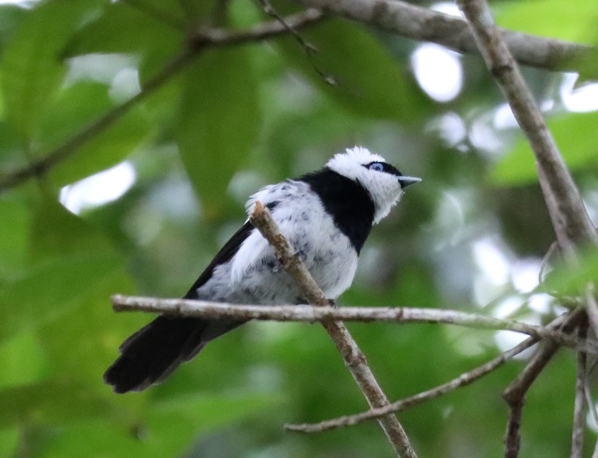 Pied Monarch - ML635564947