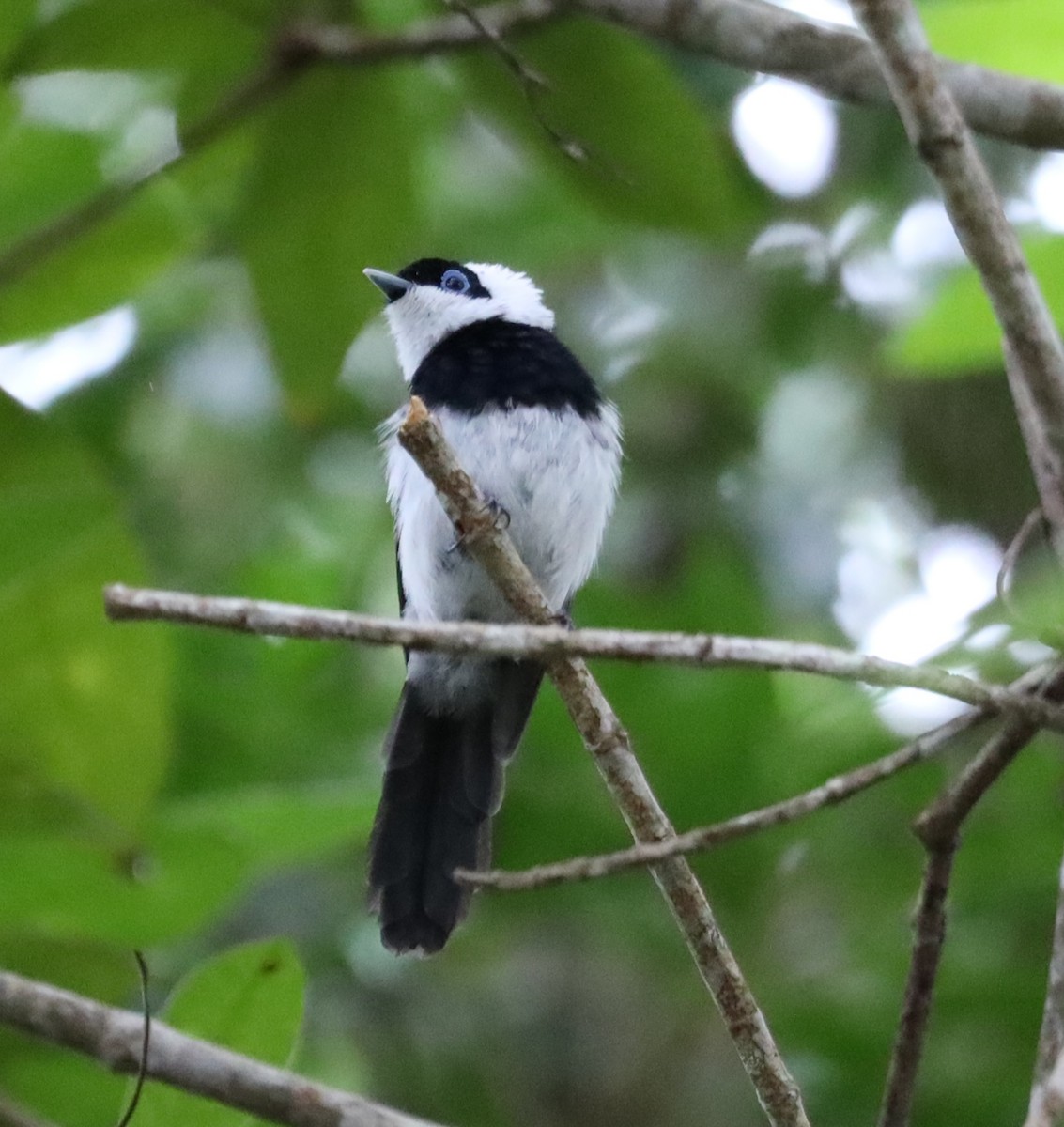 Pied Monarch - ML635564951