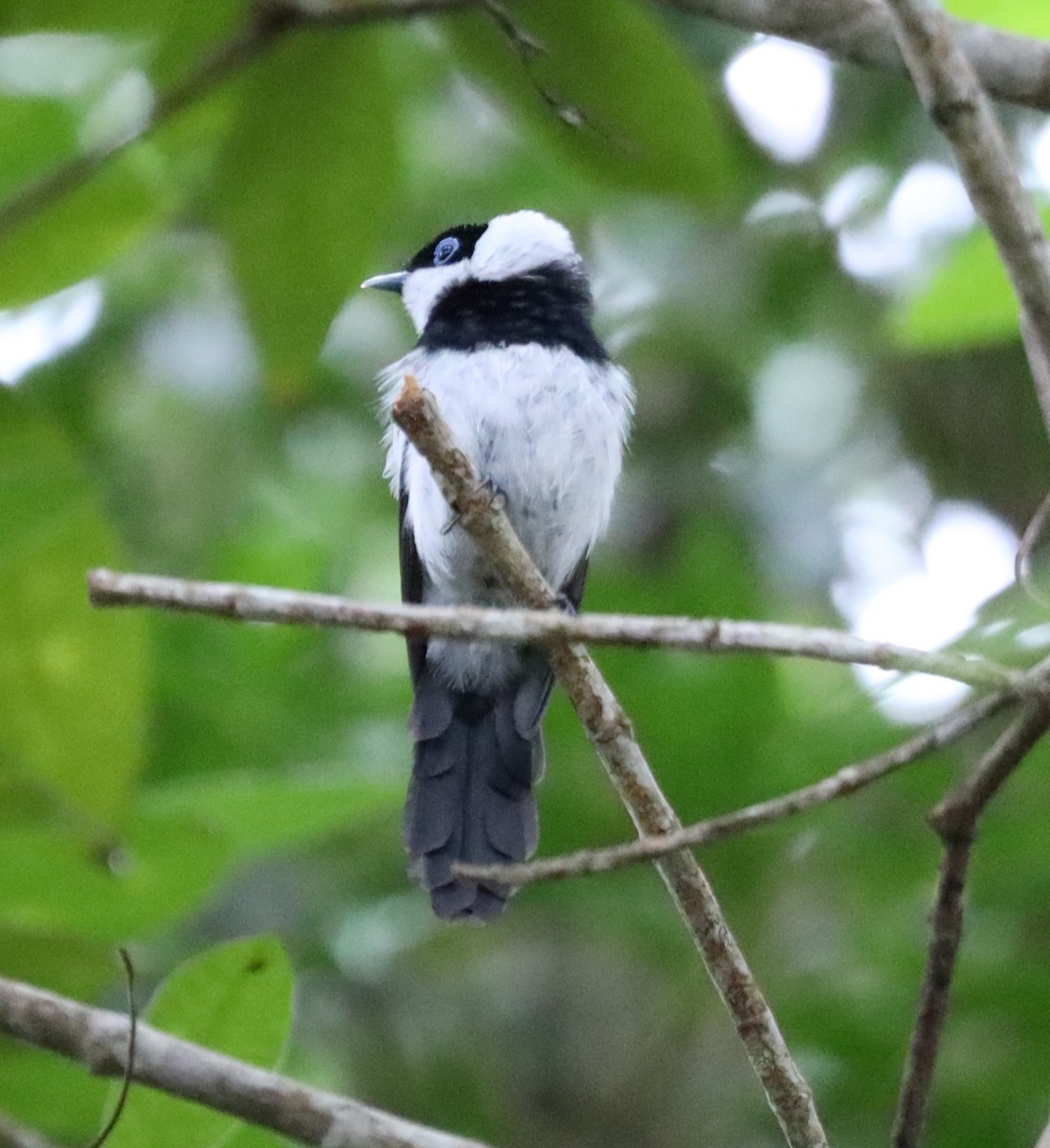 Pied Monarch - ML635564952