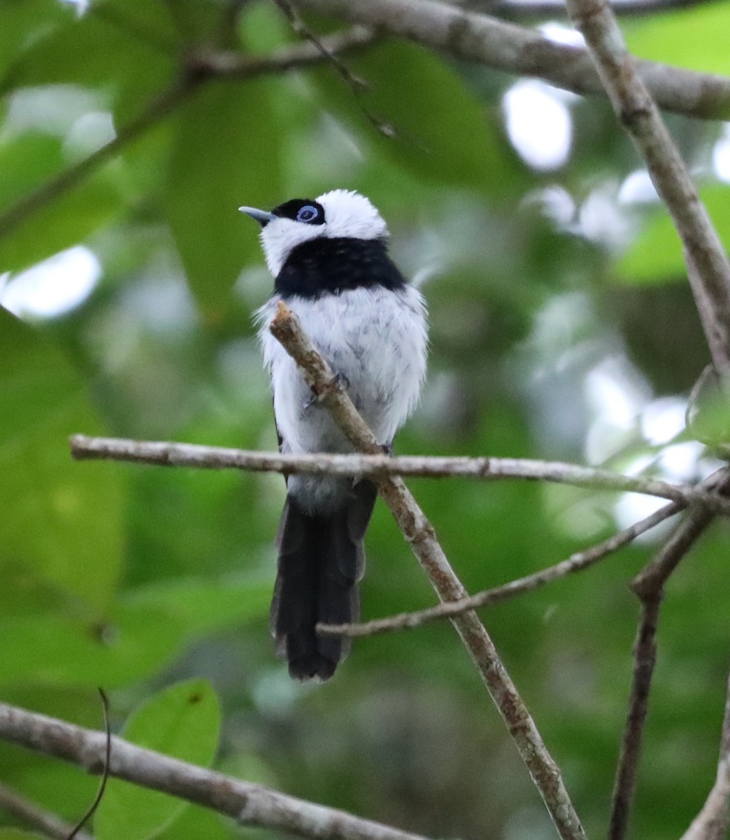 Pied Monarch - ML635564953