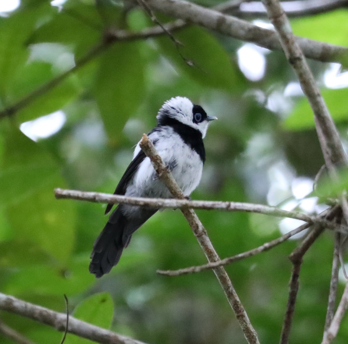 Pied Monarch - ML635564954