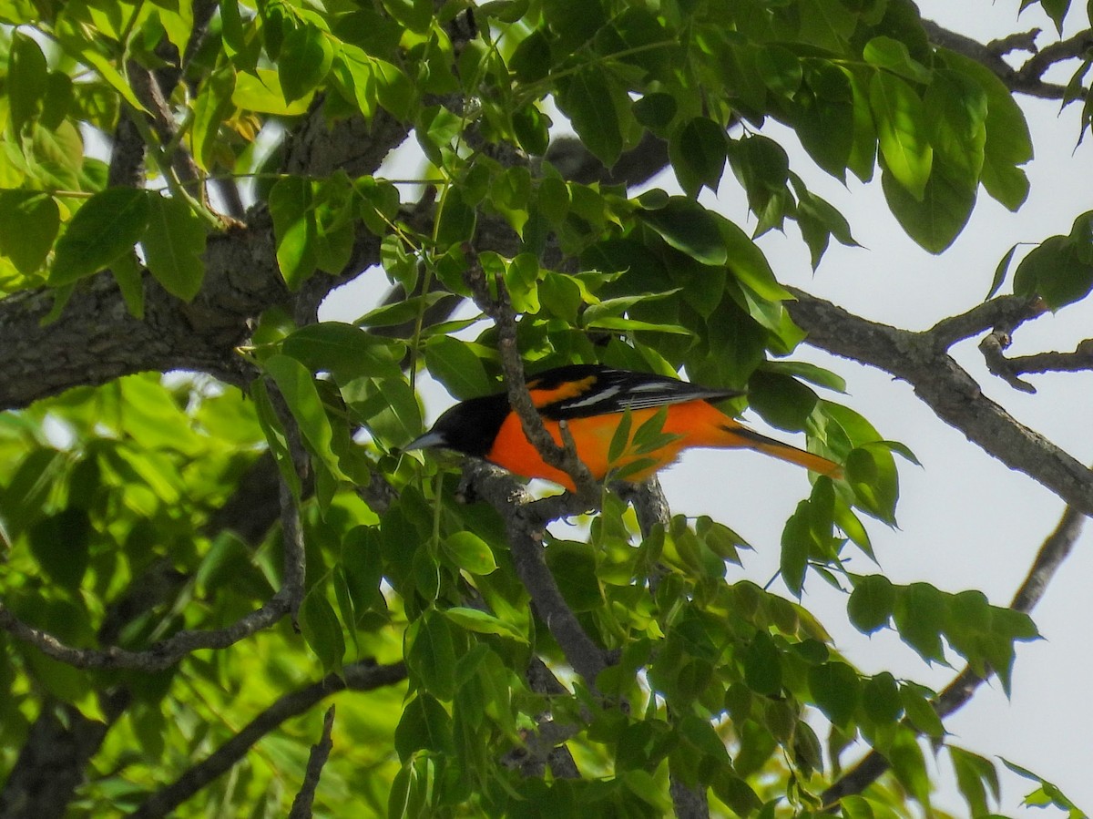 Baltimore Oriole - ML635564974