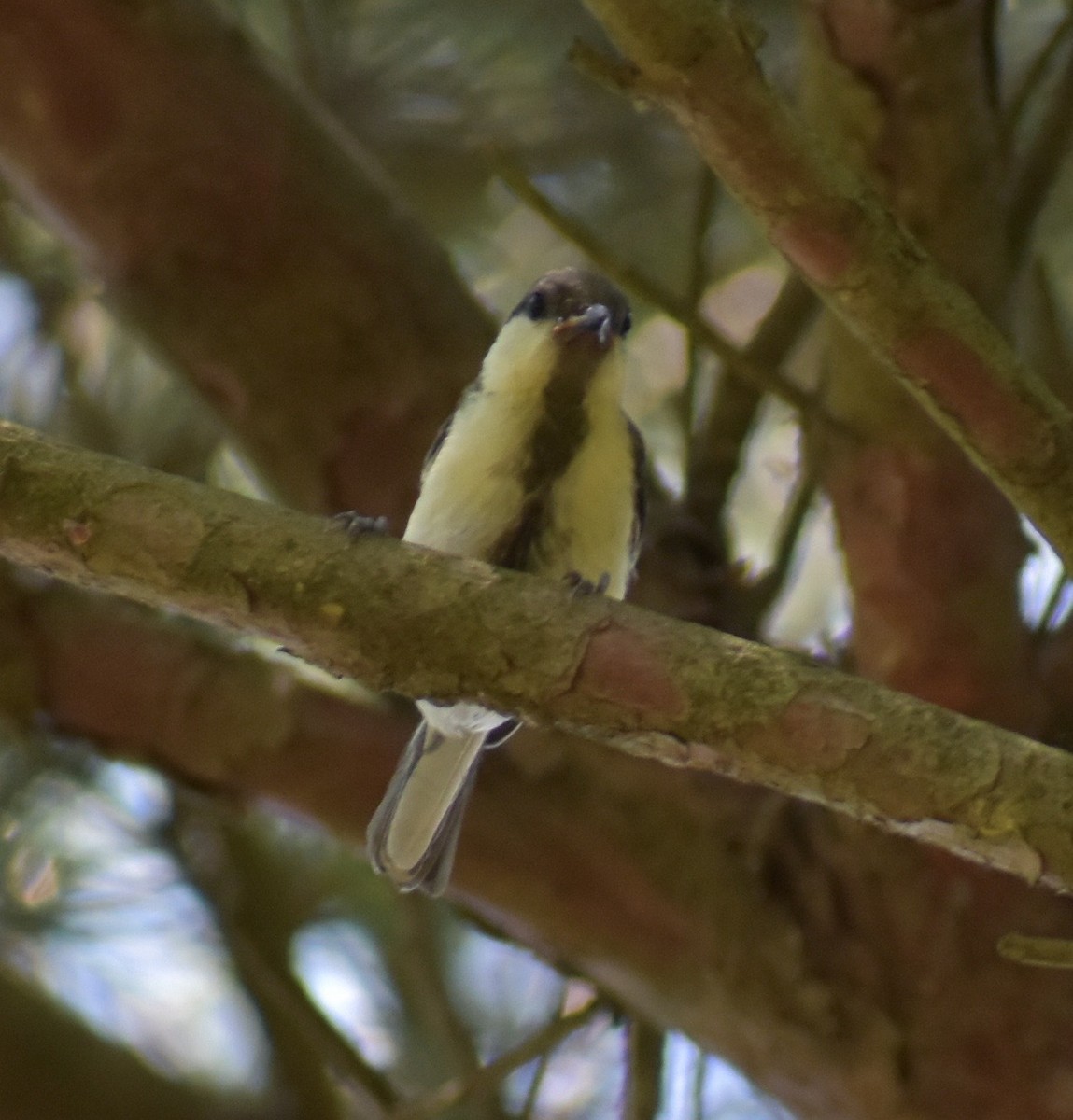 Japanese Tit - Jeff Graham