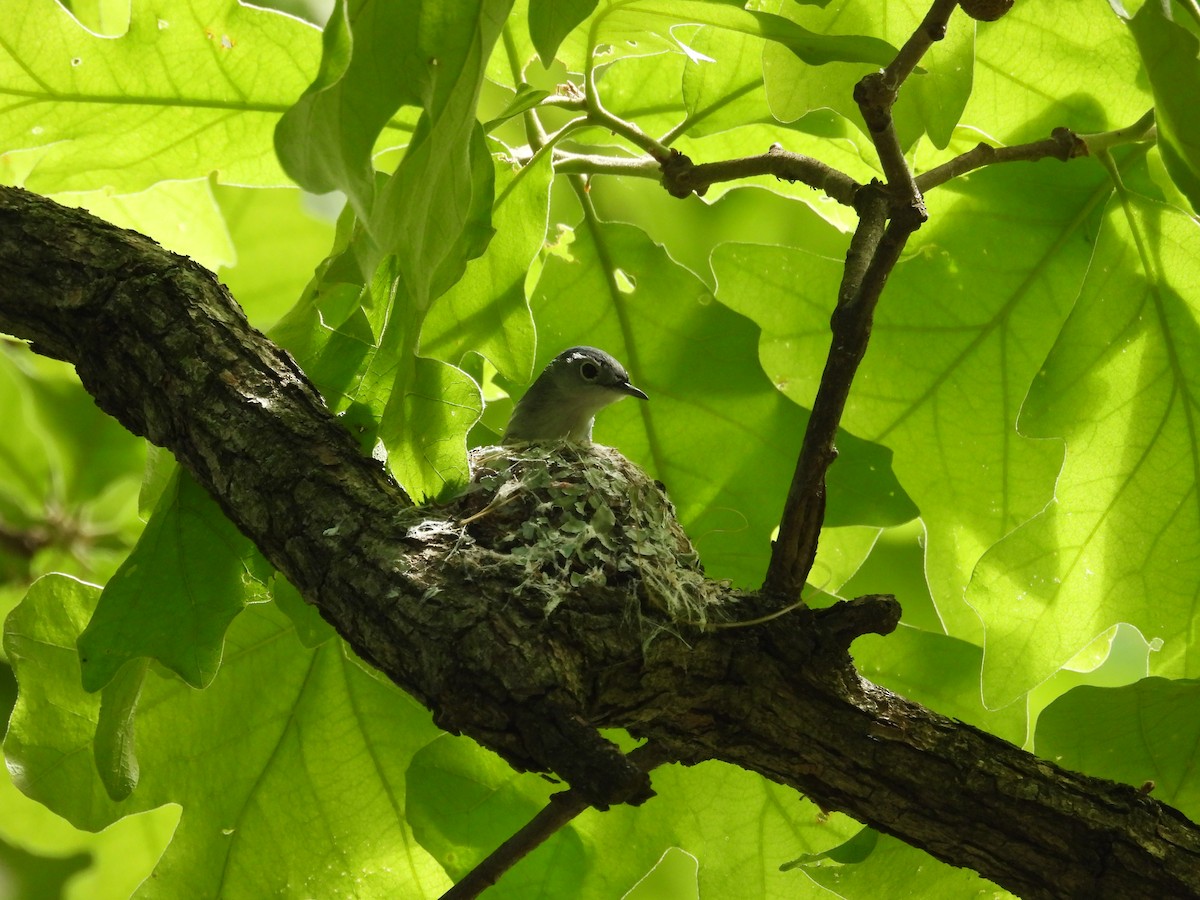 Blue-gray Gnatcatcher - ML635565012