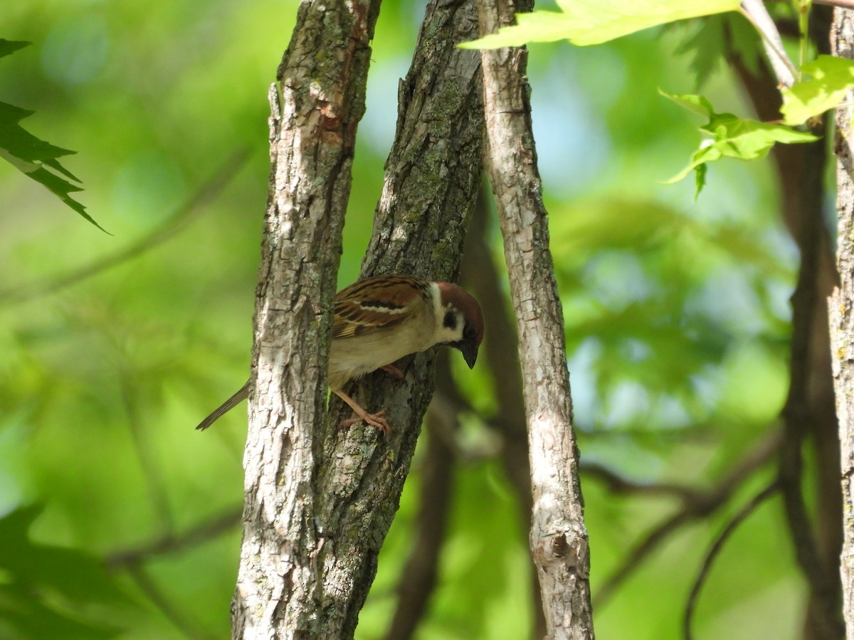 Eurasian Tree Sparrow - ML635565048