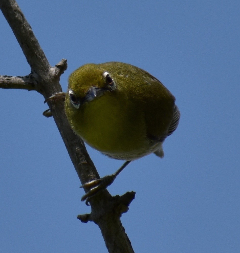 Warbling White-eye - ML63556511