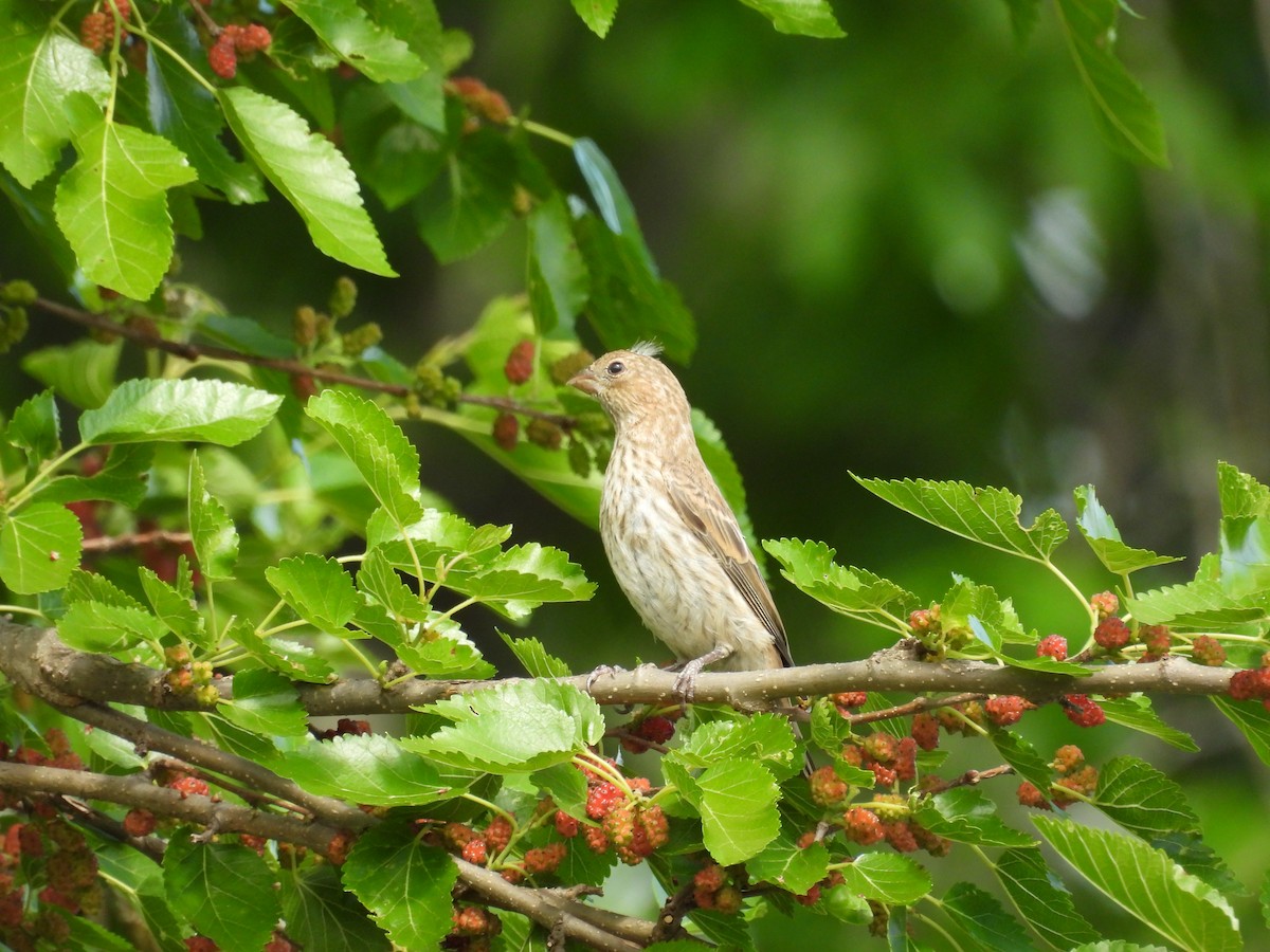 House Finch - ML635565114