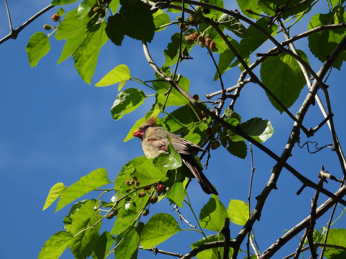 Northern Cardinal - ML635565159