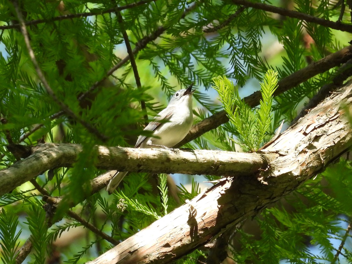 Blue-gray Gnatcatcher - ML635565219