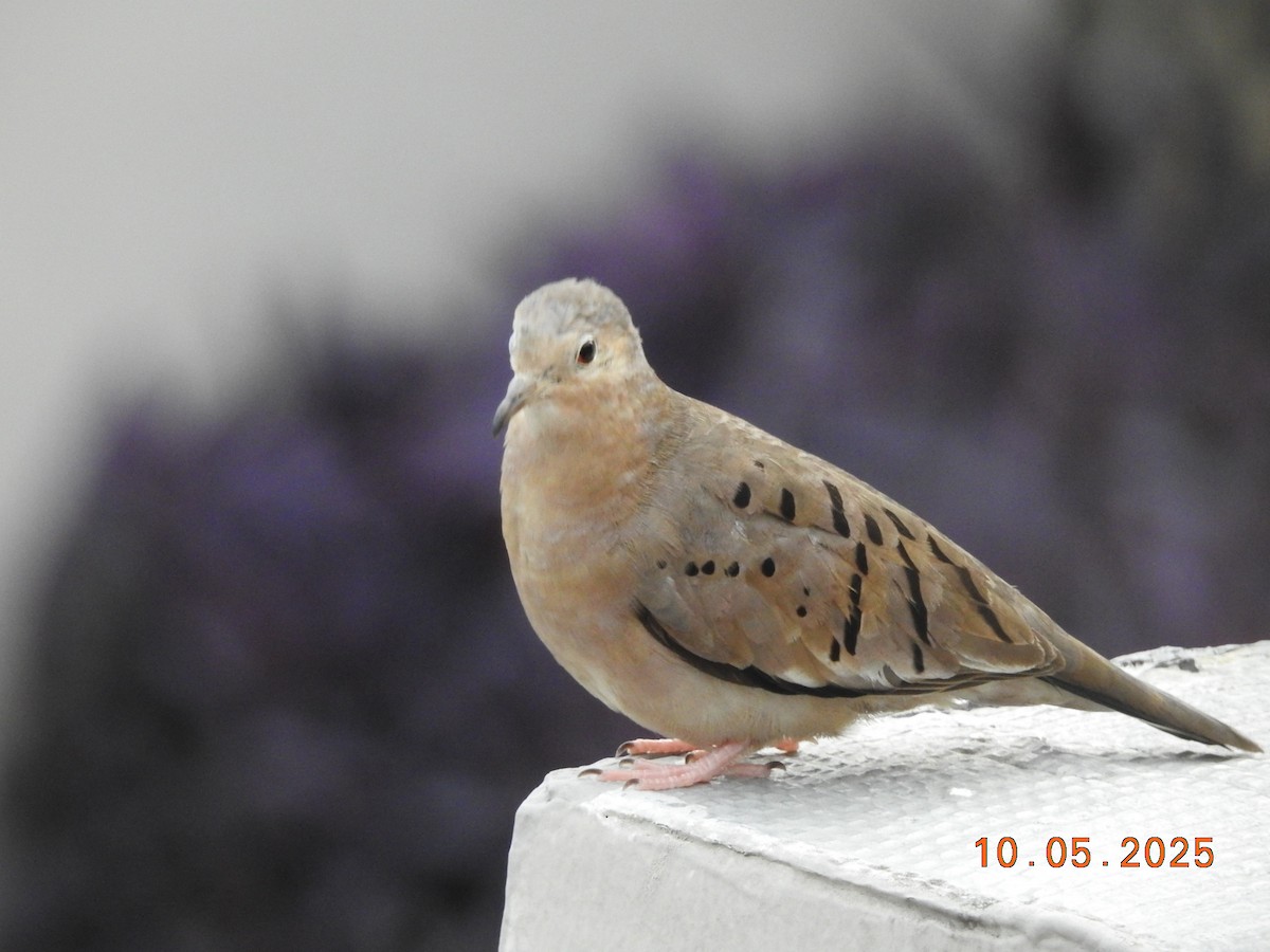 Ecuadorian Ground Dove - ML635565227