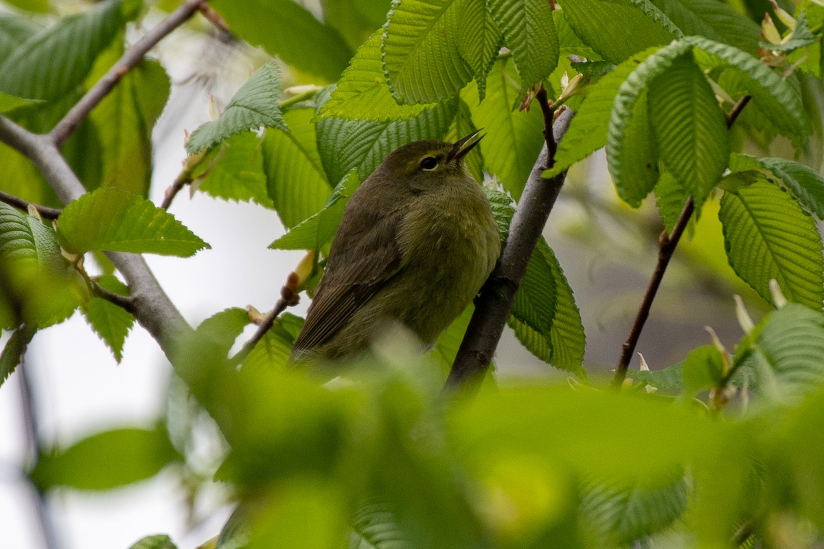 Orange-crowned Warbler - ML635565233