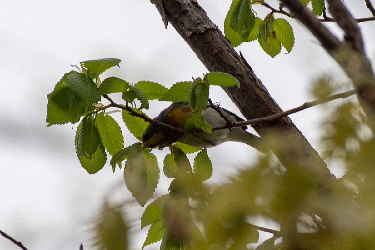 Northern Parula - ML635565268