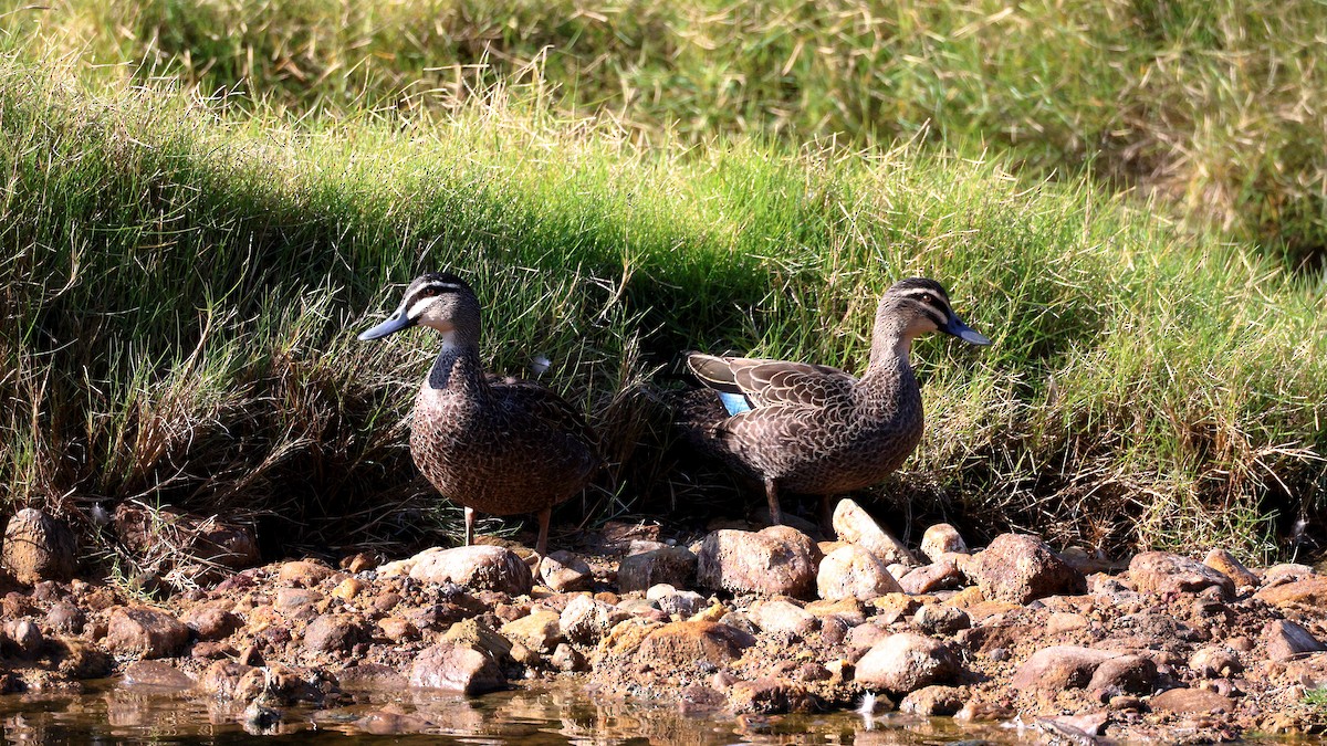 stripeand - ML635565324