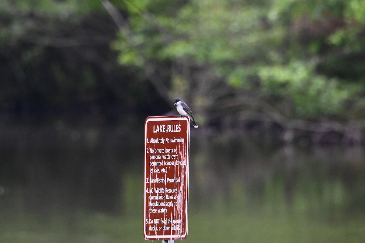 Eastern Kingbird - ML635565371