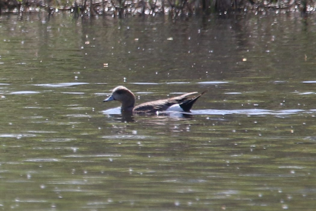 Eurasian x American Wigeon (hybrid) - ML635565375