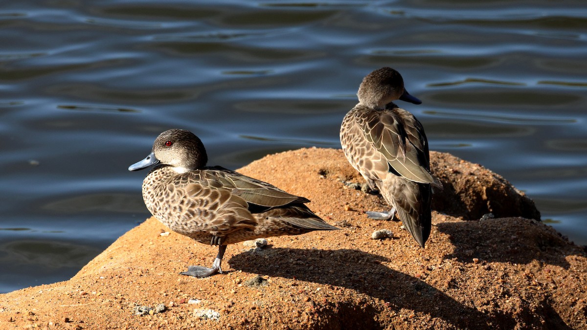 nomadeand - ML635565391