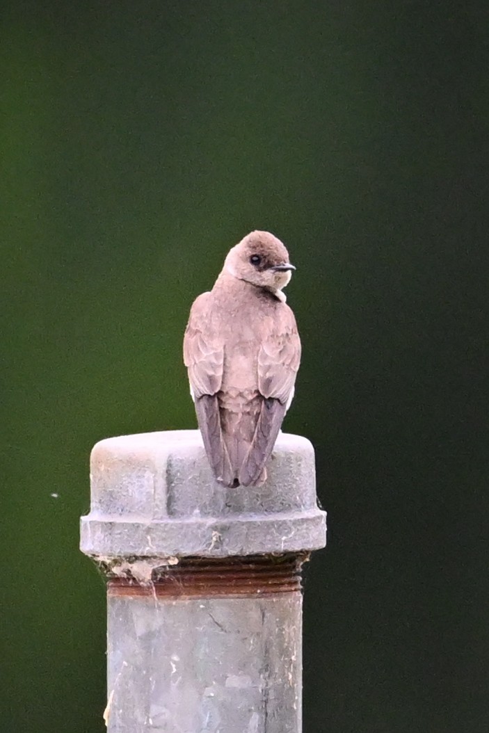 Northern Rough-winged Swallow - ML635565394