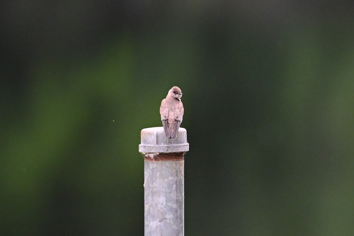 Northern Rough-winged Swallow - ML635565395