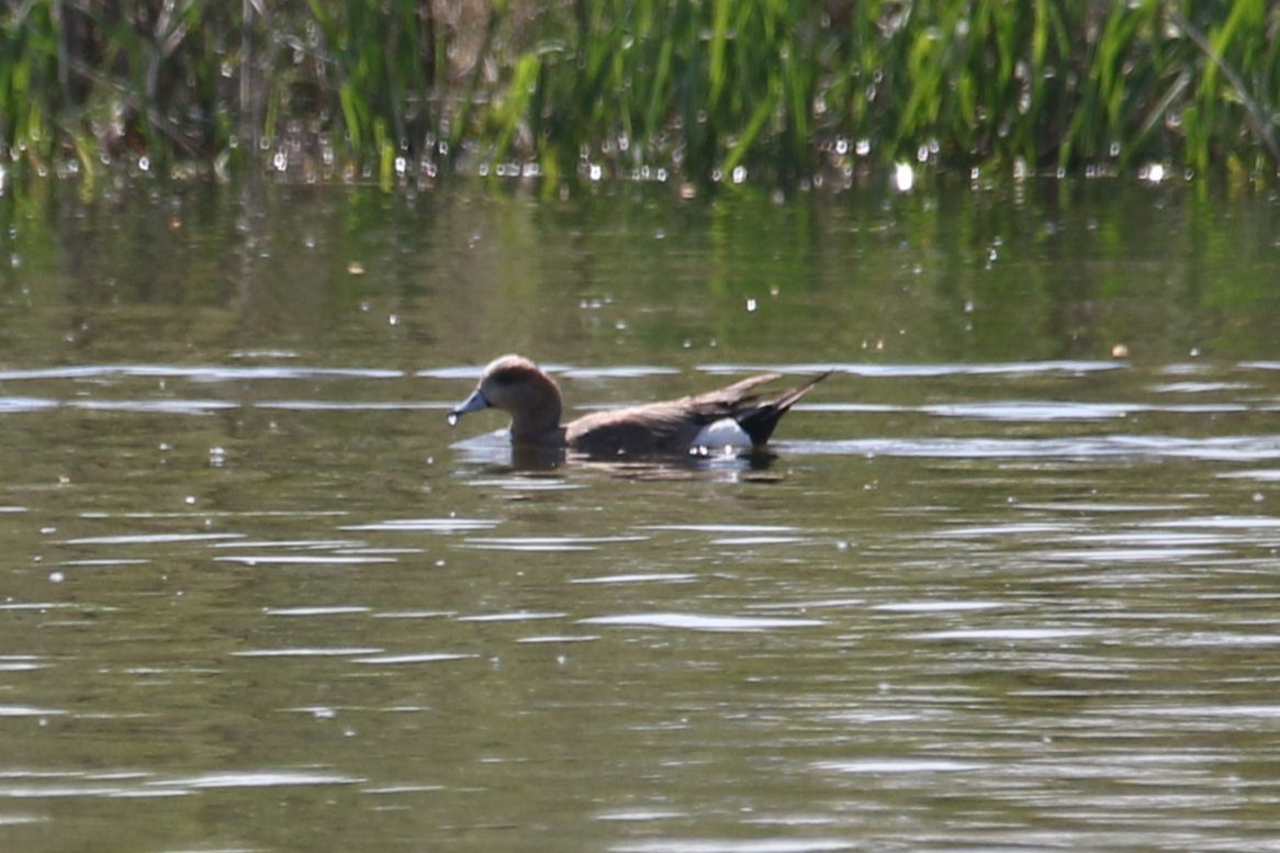 Eurasian x American Wigeon (hybrid) - ML635565410