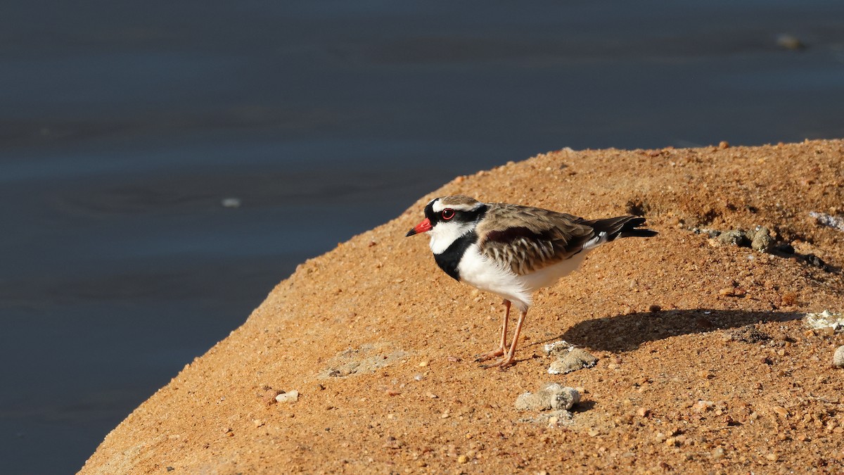 brunskulderlo - ML635565417