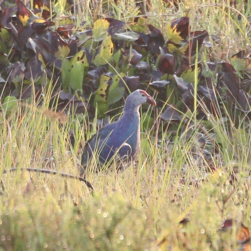 Gray-headed Swamphen - ML635565433