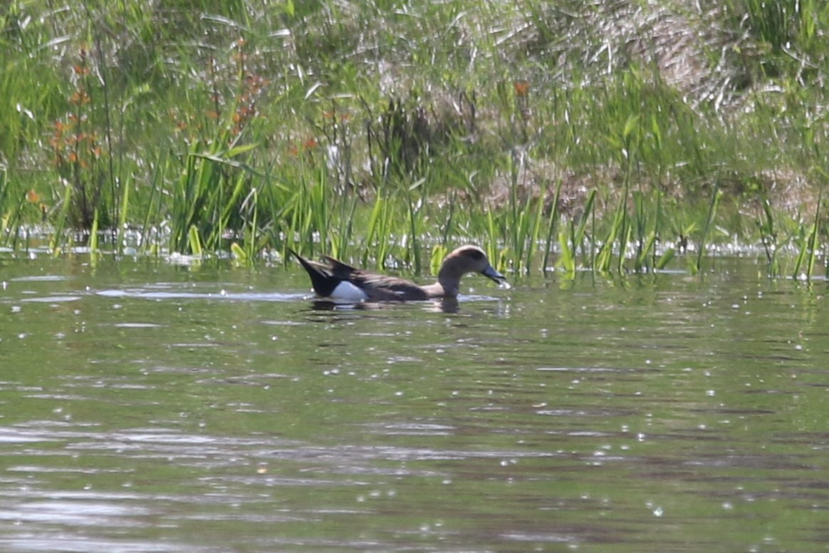 Eurasian x American Wigeon (hybrid) - ML635565436
