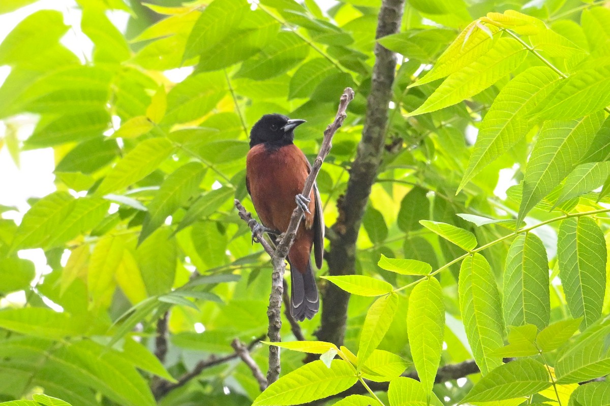 Orchard Oriole - ML635565450
