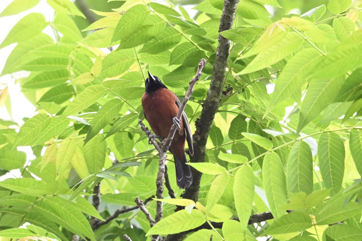 Orchard Oriole - ML635565451