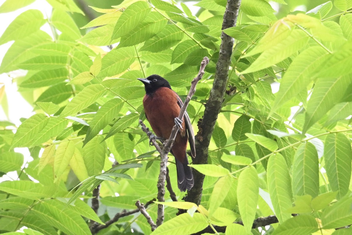 Orchard Oriole - ML635565452