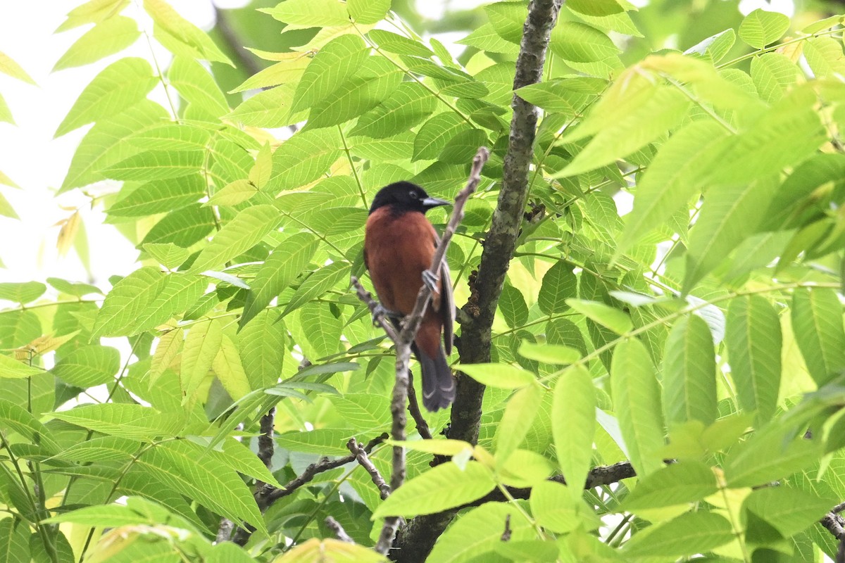 Orchard Oriole - ML635565453