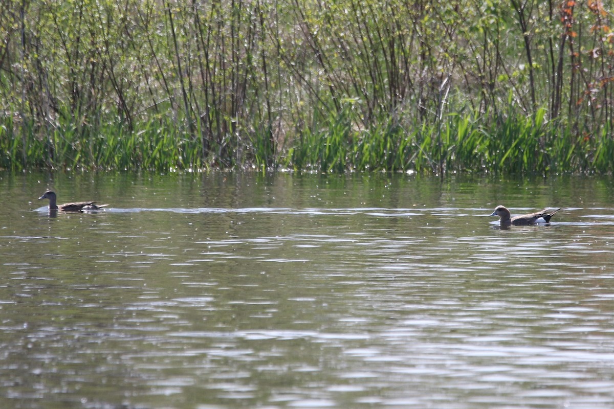 Eurasian x American Wigeon (hybrid) - ML635565460