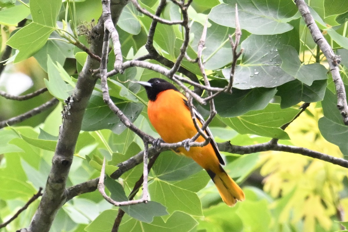 Baltimore Oriole - ML635565478