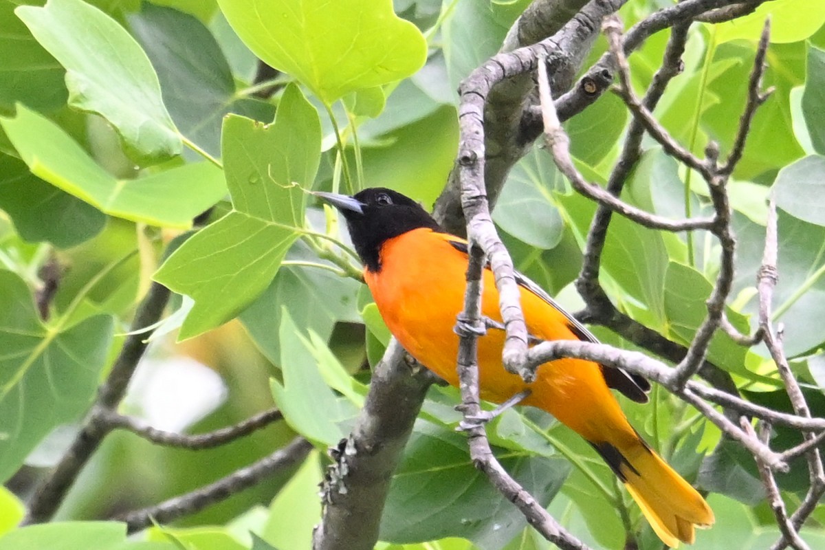 Baltimore Oriole - ML635565479