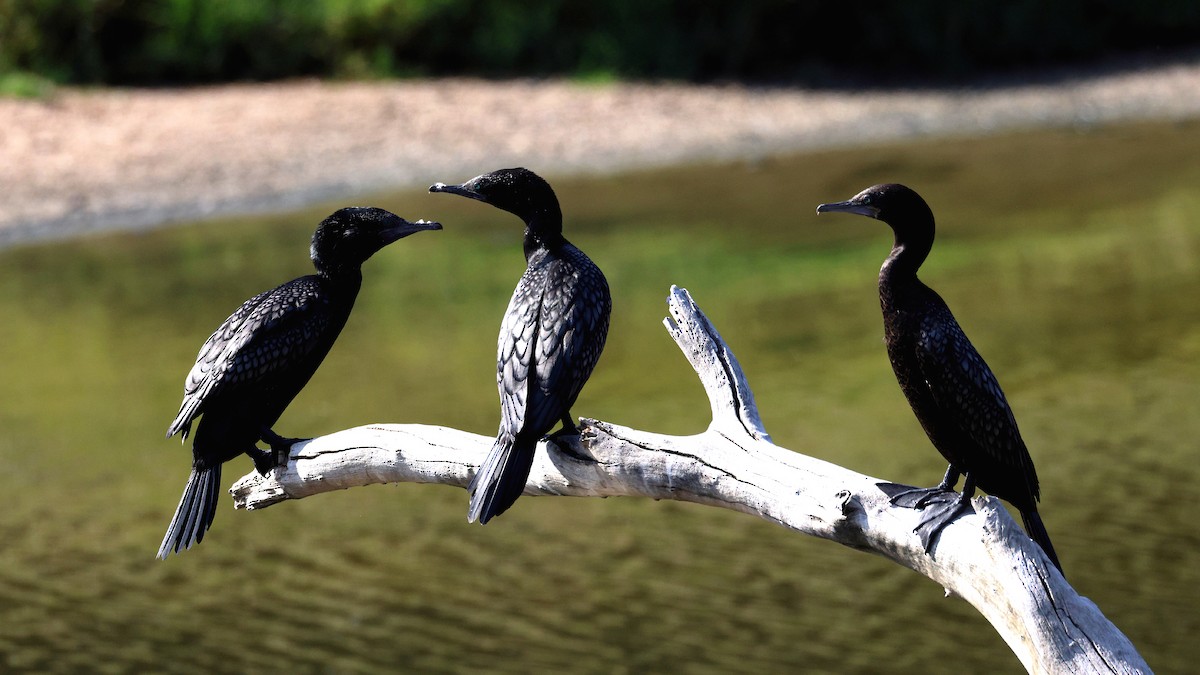 lagfiskeskarv - ML635565483